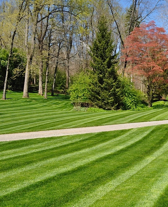 Beautifully Mowed Lawn